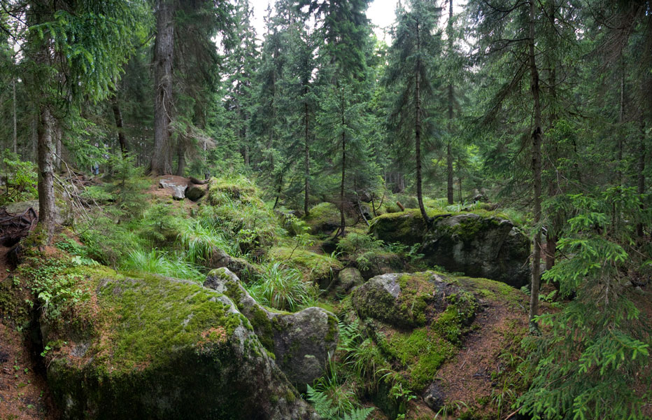 Виды Лесных Фото